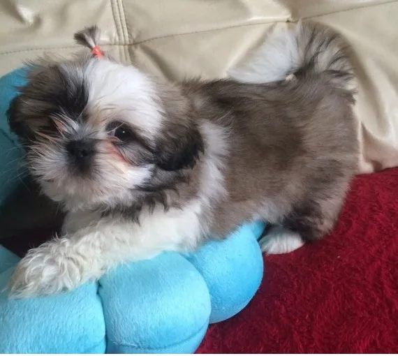 Shih tzu pups for sale