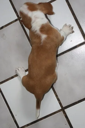 Basset hound puppies ready to leave
