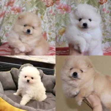 Beautiful pomeranians