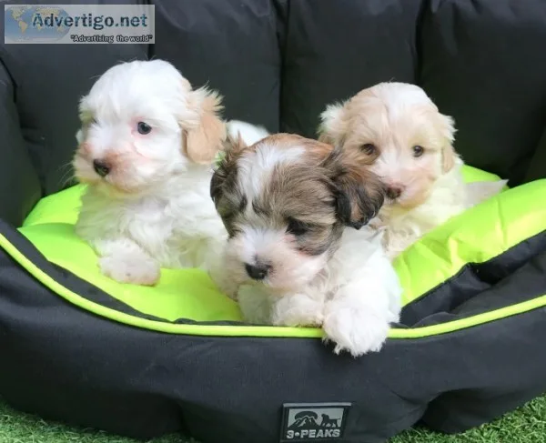Maltese puppies for sale 