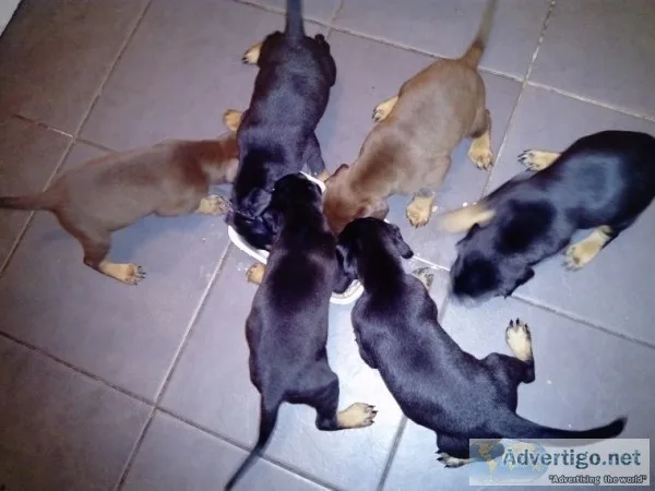 Stunning litter of doberman puppies