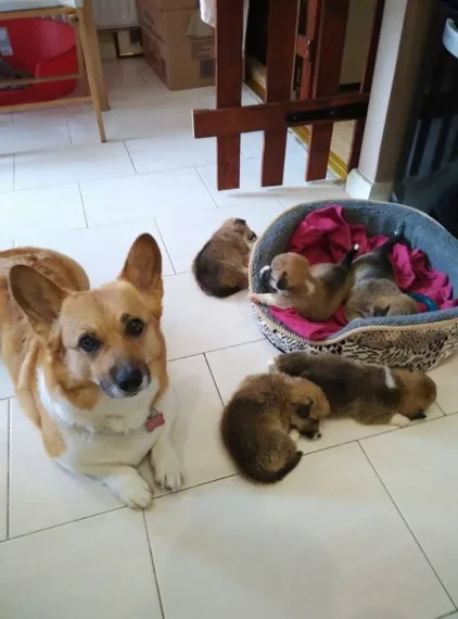 Welsh corgi puppies for sale