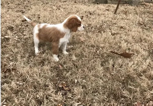 King charles spaniel pups