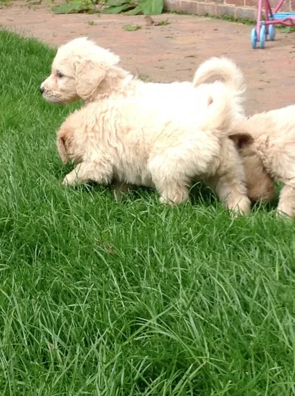 Young golden doodle puppies