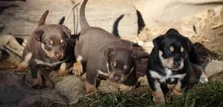Well trained australian kelpie puppies 