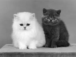 Cute munchkin kittens for sale