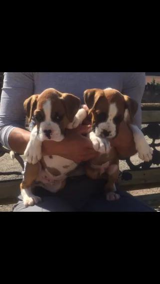 Young 12 weeks old male and female boxer