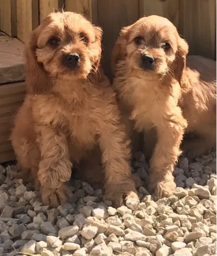 Obedient male and female cavapoo puppies