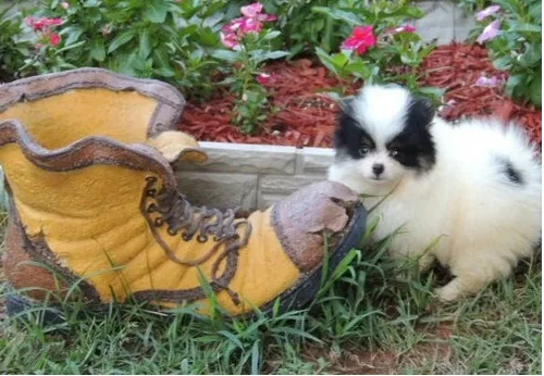 Pomeranian puppies ready to leave now