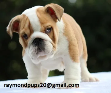 Bnm sweet english bulldog puppies ready