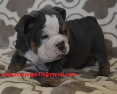 Rhk sweet english bulldog puppies ready