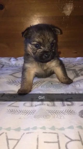 Pomeranian for re home