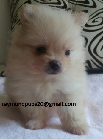 Dsqfg smart pomeranian puppies ready