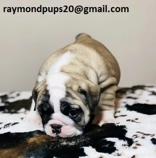 Dgd sweet english bulldog puppies ready