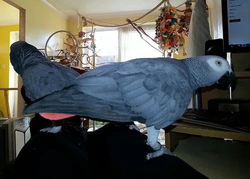  hand-reared african grey parrots availa