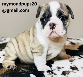 Lpk sweet english bulldog puppies ready