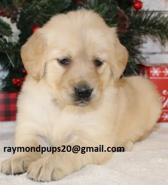 Kjdr amazing golden retriever puppies