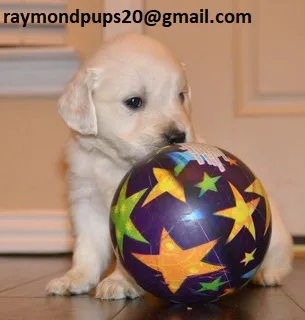 Pijhr amazing golden retriever puppies