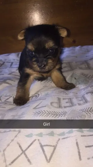 Pomeranian for re home