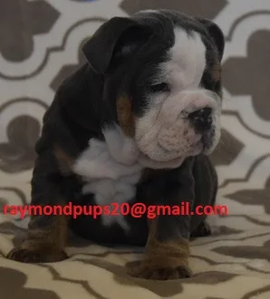 Cvdd sweet english bulldog puppies ready