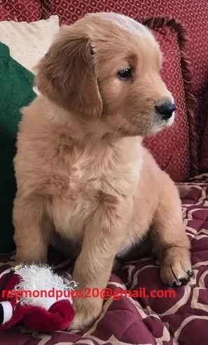 Kjds amazing golden retriever puppies
