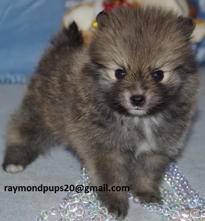 Bcxg smart pomeranian puppies ready