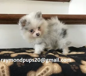 Plfg smart pomeranian puppies ready