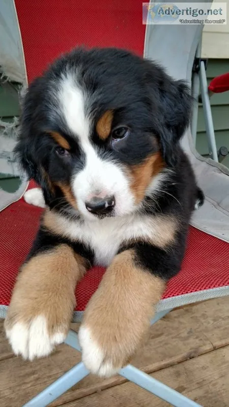  quality bernese mountian dog puppies