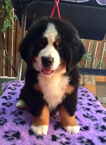   akc registered bernese mountian dog r