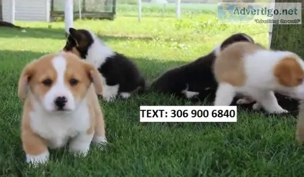 Pembroke welsh corgi puppies for you