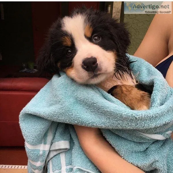  100% quality european bernese mountian 