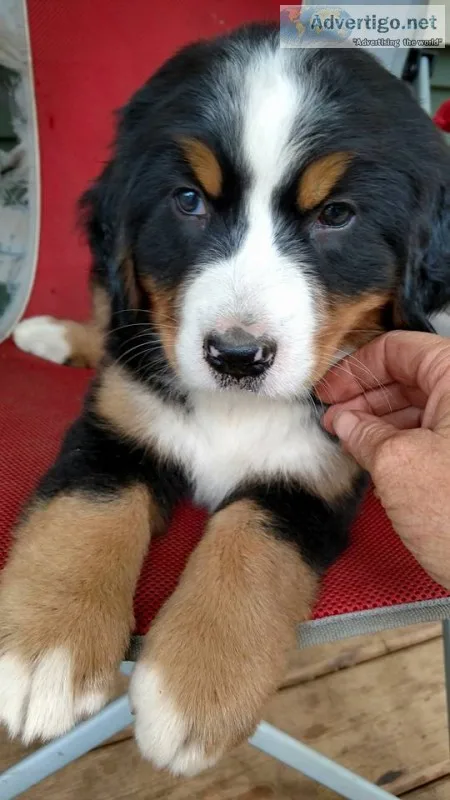   akc registered bernese mountian dog r