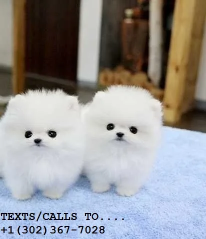 Amazing tea cup pomeranian puppies