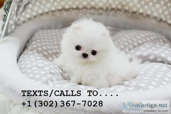 Kennel club regpomeranian puppies 4 sal