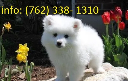 Samoyed puppies pure white