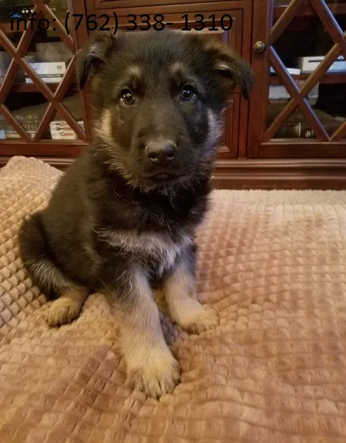 Mijw german shepherd puppies 