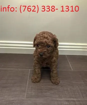 Toy poodle female