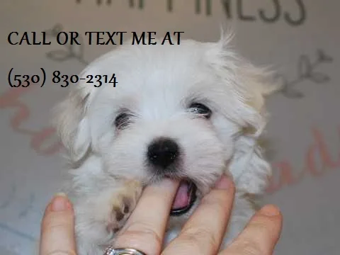 Mknht maltese puppies looking 4 pet love