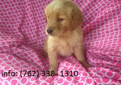 Treid golden retriever puppies 