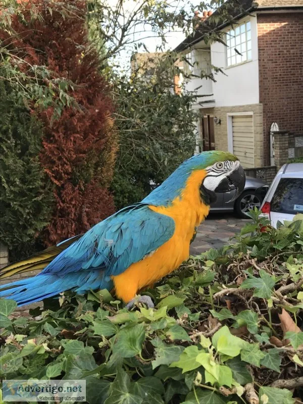 Huge and beautiful macaw birds