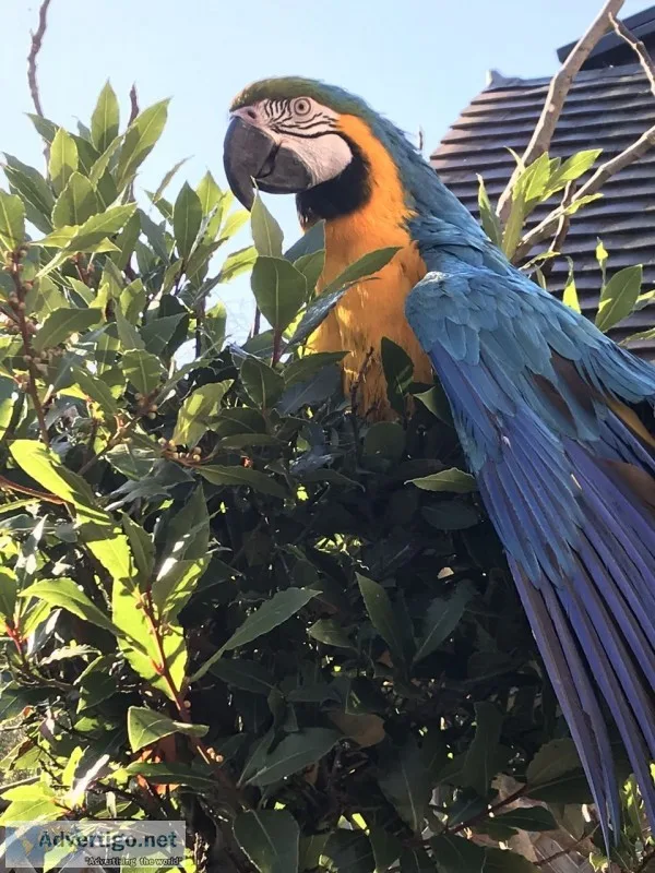 Huge and beautiful macaw birds