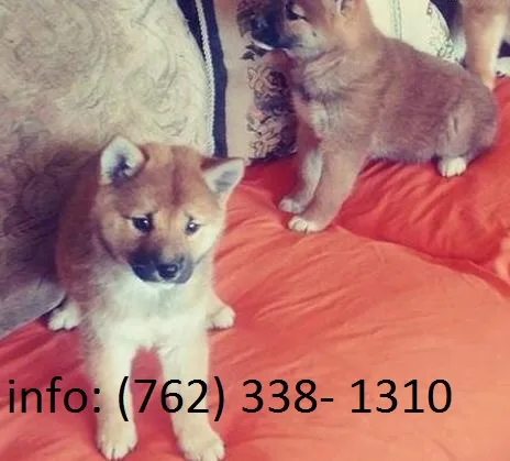 Red sesame shiba inu puppies with microc