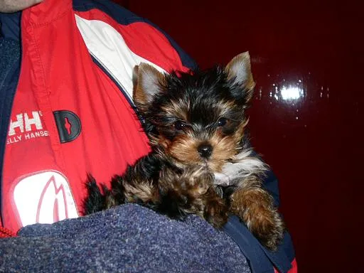  charming male and female yorkies