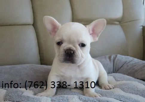 Jeaud french bulldog puppies 