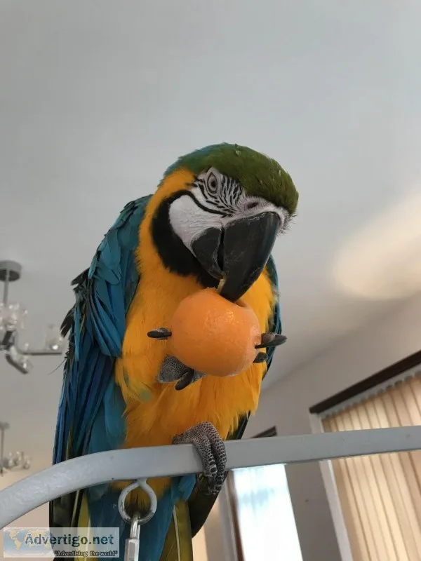 Huge and beautiful macaw birds