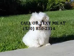 Jhnty trained maltese puppies 4 sale 