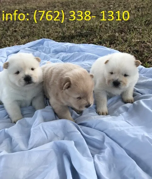 Chow chow puppies seeking great forever 