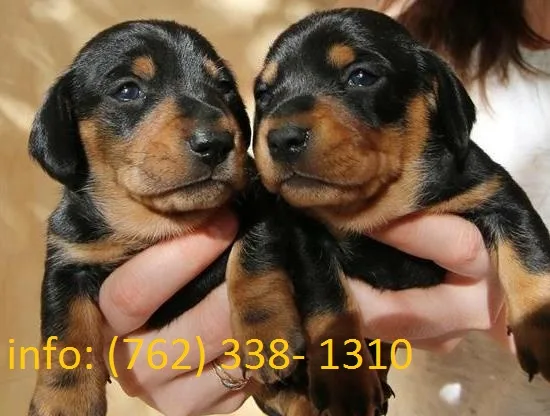 Kidhj miniature dachshund puppies 