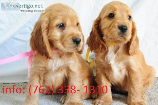 Pajfa cocker spaniel puppies 