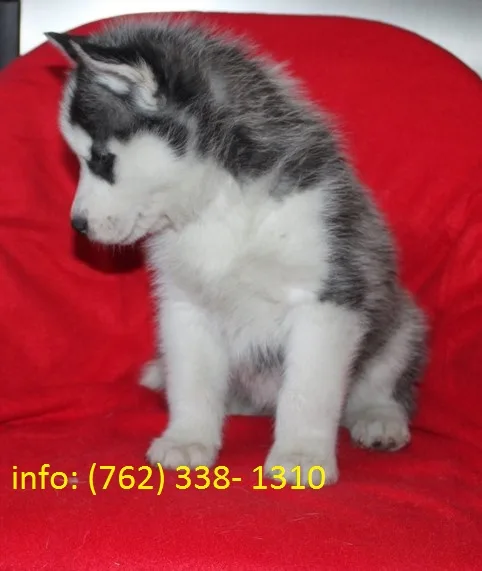 Alaskan malamute